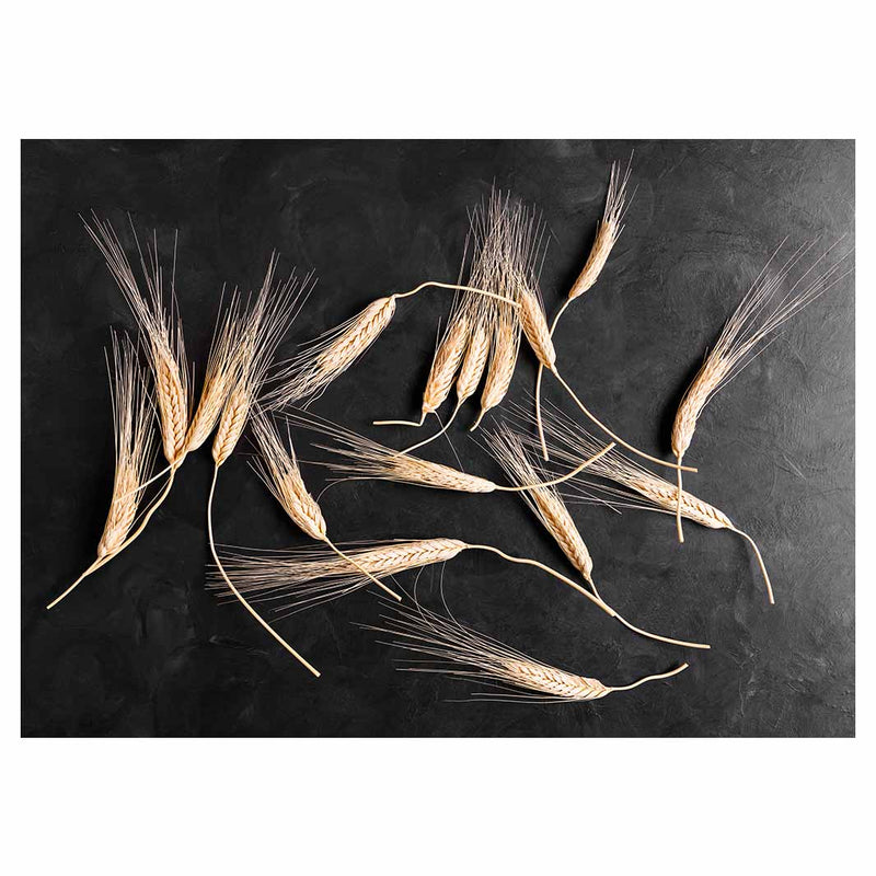 SCATTERED WHEAT ON BLACK TABLECLOTH