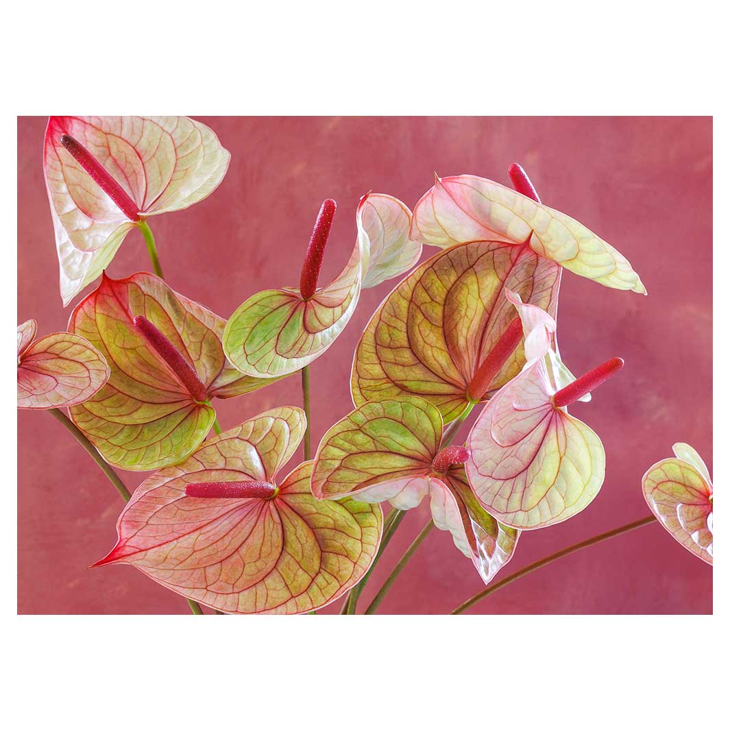 ANTHURIUM LIGHT PINK AND GREEN ON MAGENTA TABLECLOTH