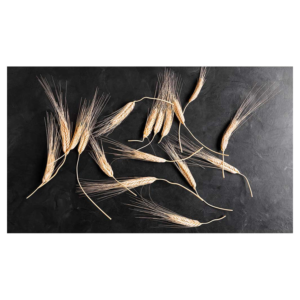 SCATTERED WHEAT ON BLACK TABLECLOTH