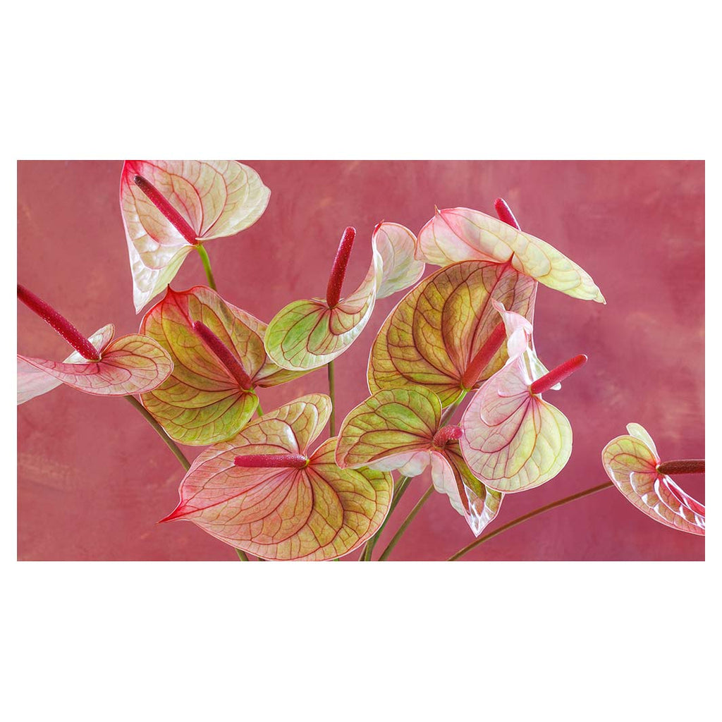ANTHURIUM LIGHT PINK AND GREEN ON MAGENTA TABLECLOTH