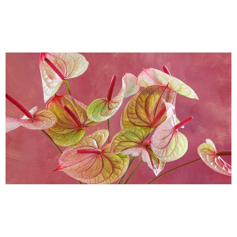 ANTHURIUM LIGHT PINK AND GREEN ON MAGENTA TABLECLOTH