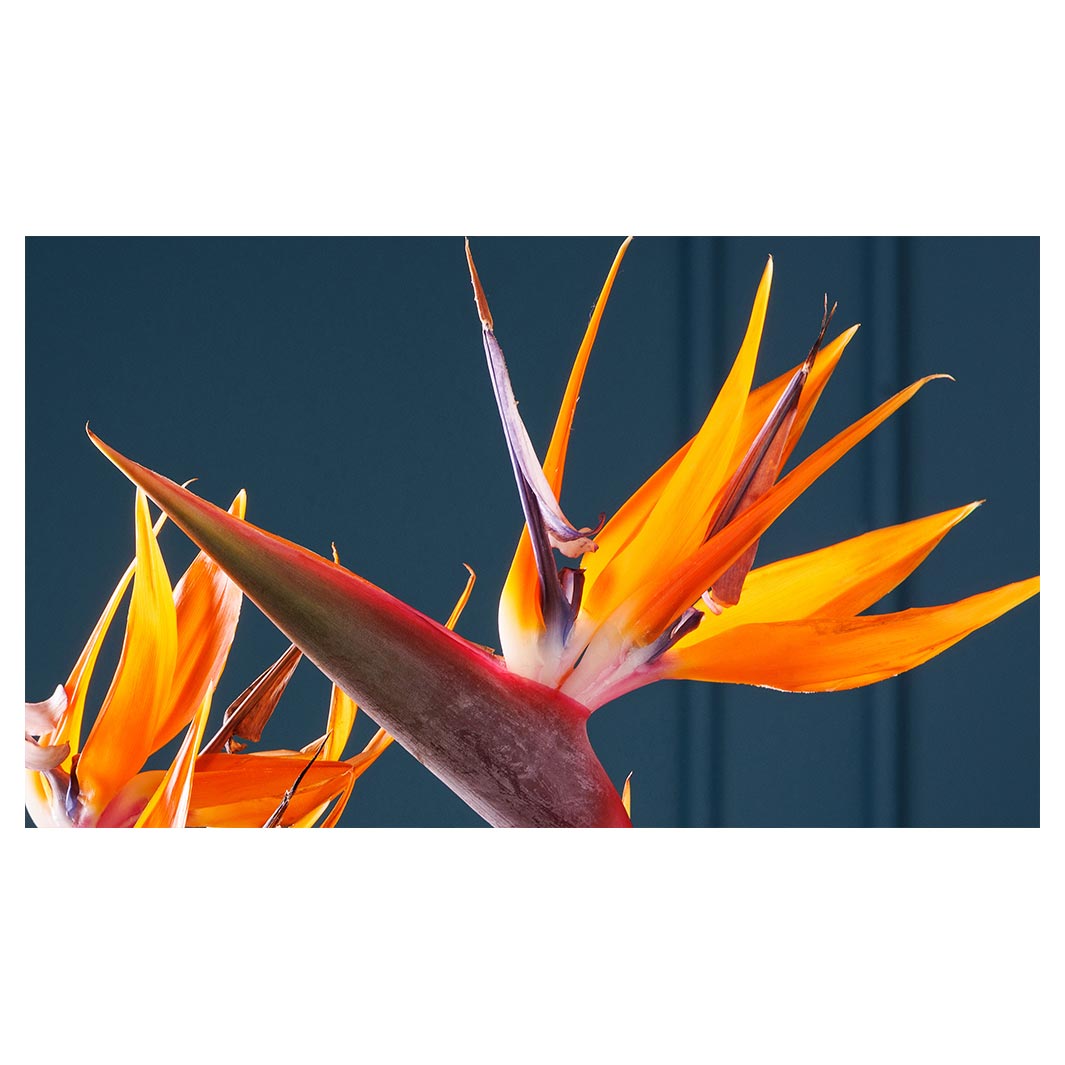 STRELITZIA TRIO ON RICH BLUE TABLECLOTH