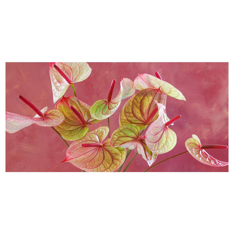 ANTHURIUM LIGHT PINK AND GREEN ON MAGENTA TABLECLOTH
