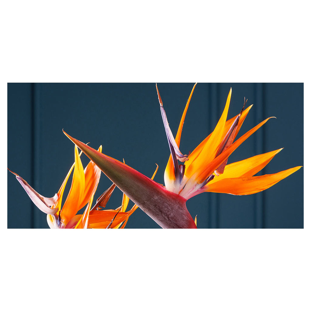 STRELITZIA TRIO ON RICH BLUE TABLECLOTH