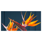 STRELITZIA TRIO ON RICH BLUE TABLECLOTH