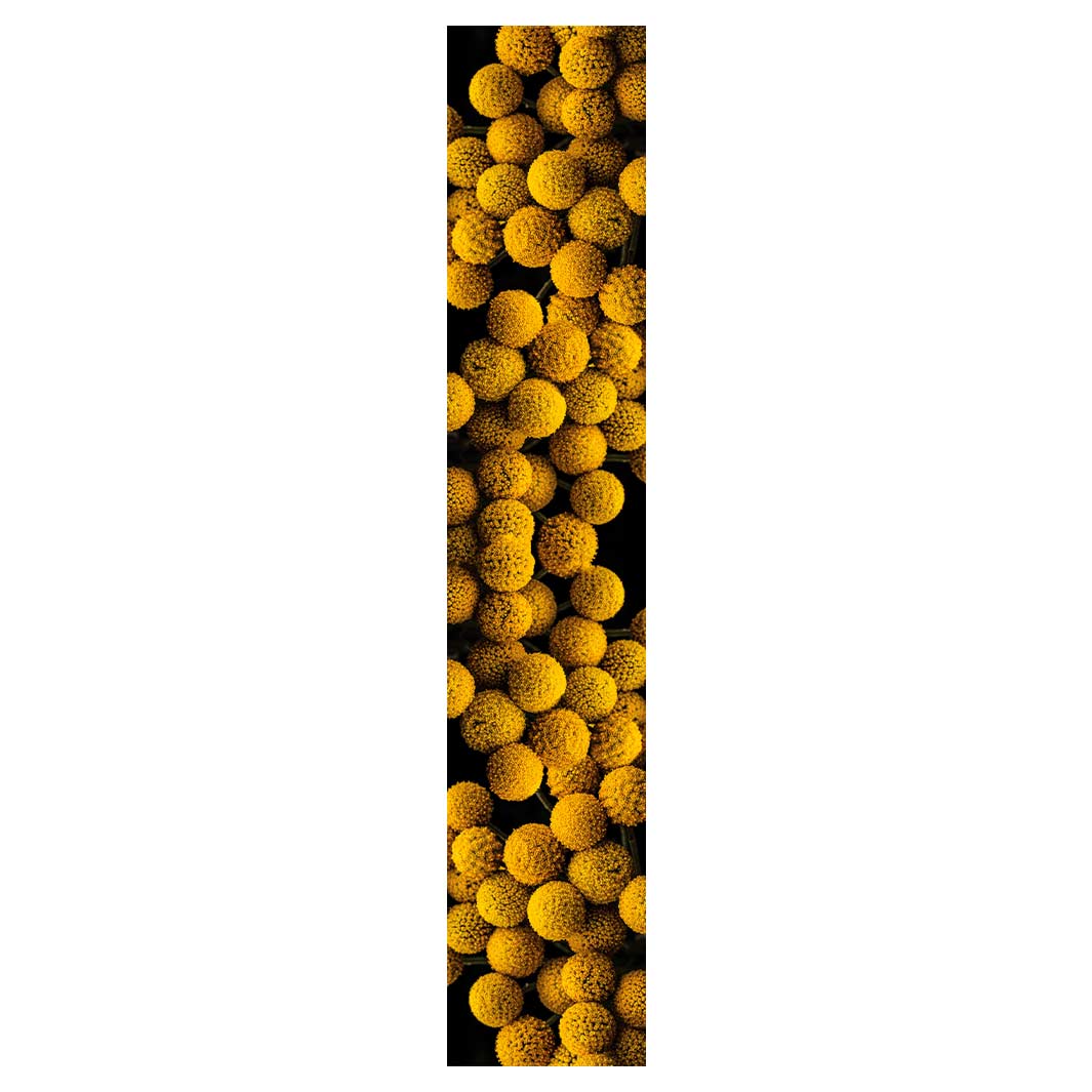 NATURAL YELLOW CRASPEDIA BILLY BUTTON BALLS TABLE RUNNER