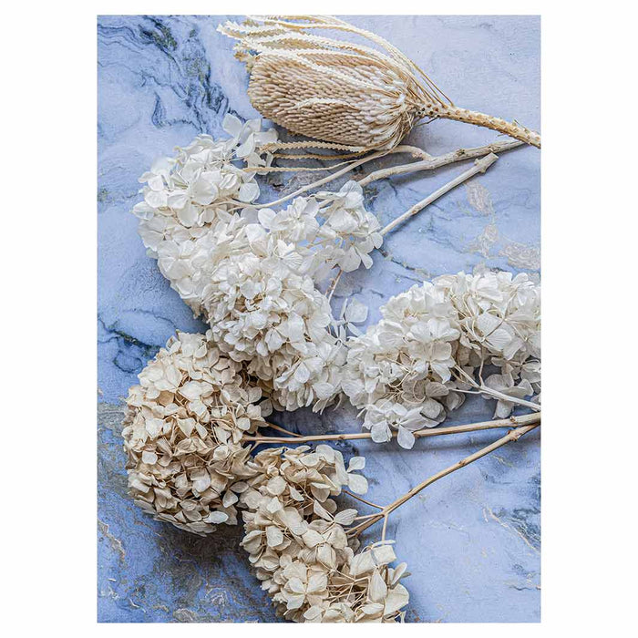 FLORAL CREAM BLEACHED HYDRANGEAS ON BLUE TEA TOWEL