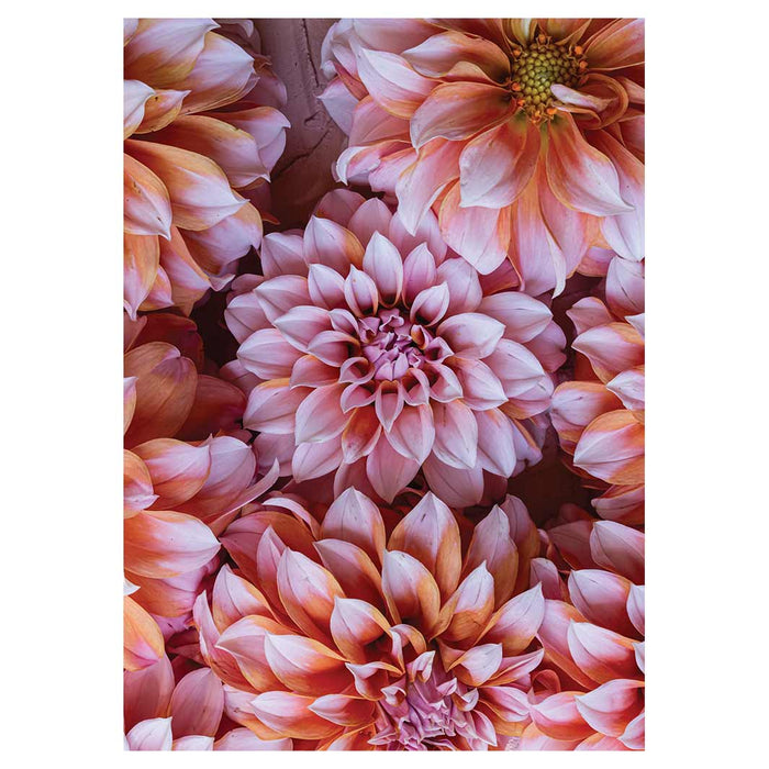 FLORAL PINK AND ORANGE DAHLIA FLOWERS TEA TOWEL