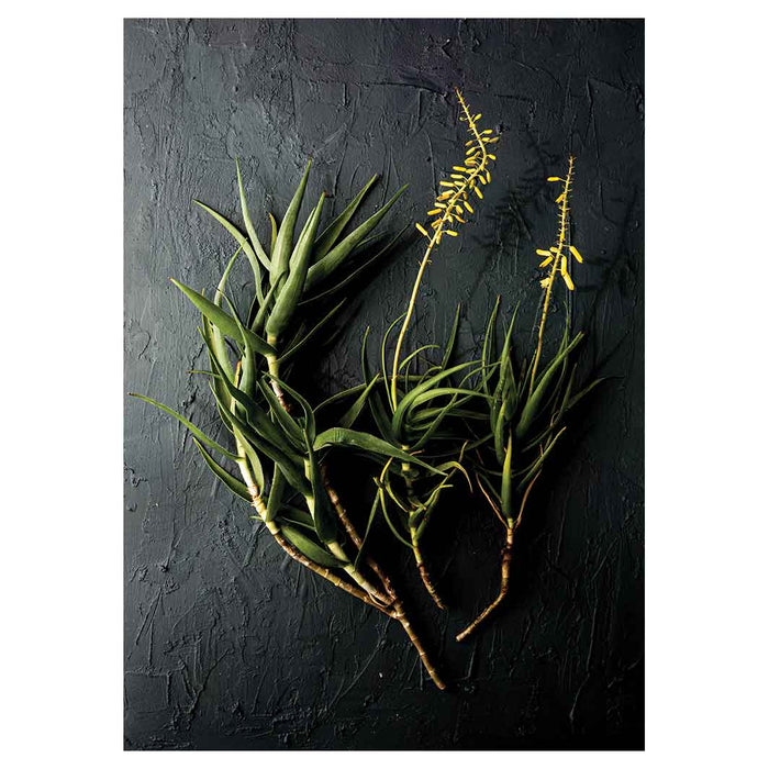 NATURAL YELLOW BLOSSOMS ALOE BUSH ON GREY TEA TOWEL