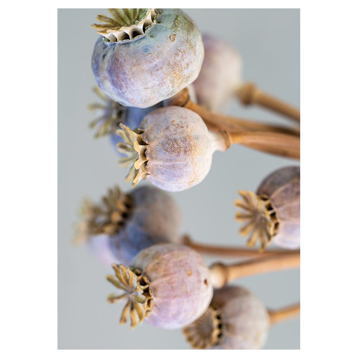 NATURAL PURPLE GIANT POPPY SEED BUNCH ON GREY TEA TOWEL