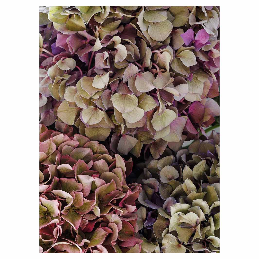 HYDRANGEA DEEP FLORAL TONES TEA TOWEL