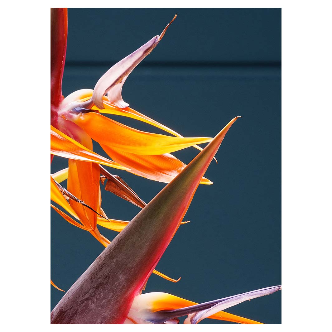 STRELITZIA TRIO ON RICH BLUE TEA TOWEL