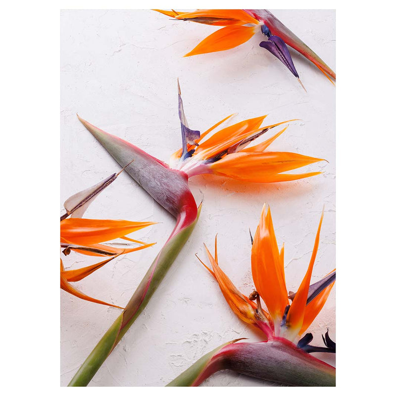 STRELITZIAS ON WHITE TEA TOWEL
