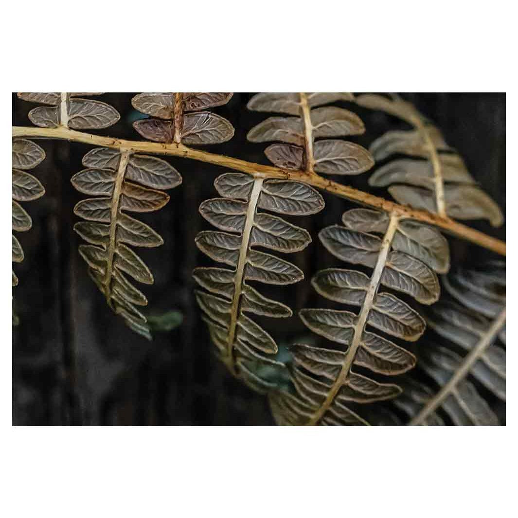 CONTEMPORARY GREEN CURLED FERN ON BLACK RECTANGULAR RUG