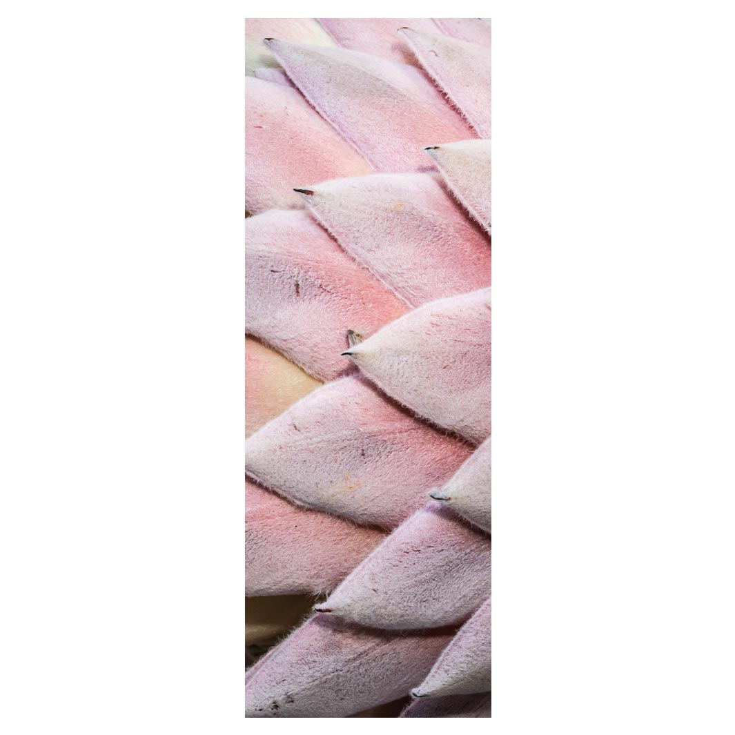 FLORAL DEEP PINK KING PROTEA LEAVES YOGA MAT